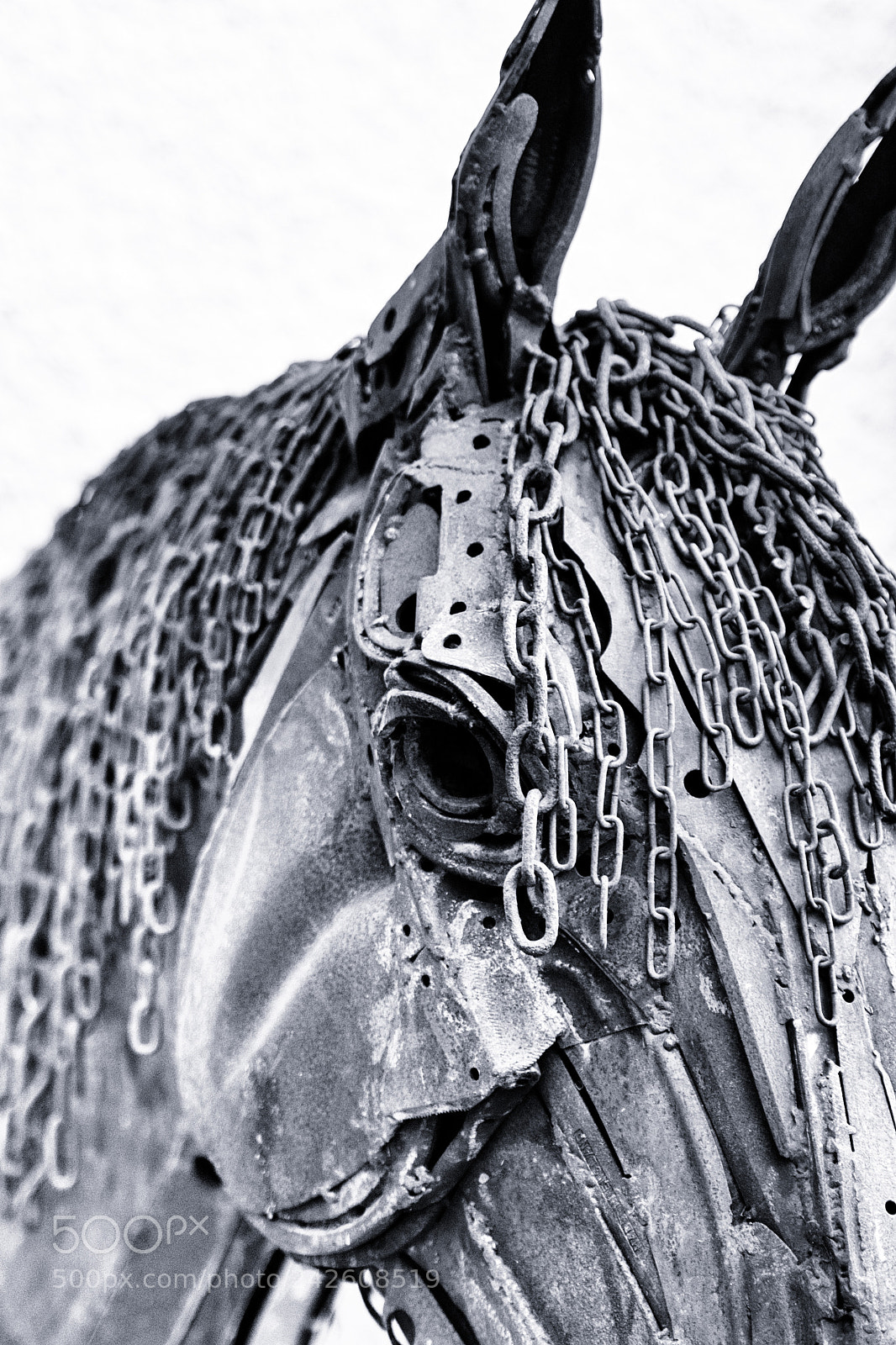 Nikon D500 sample photo. On a steel horse photography