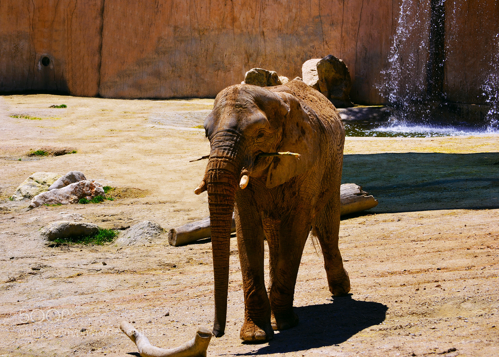 Nikon D3100 sample photo. Elefante photography