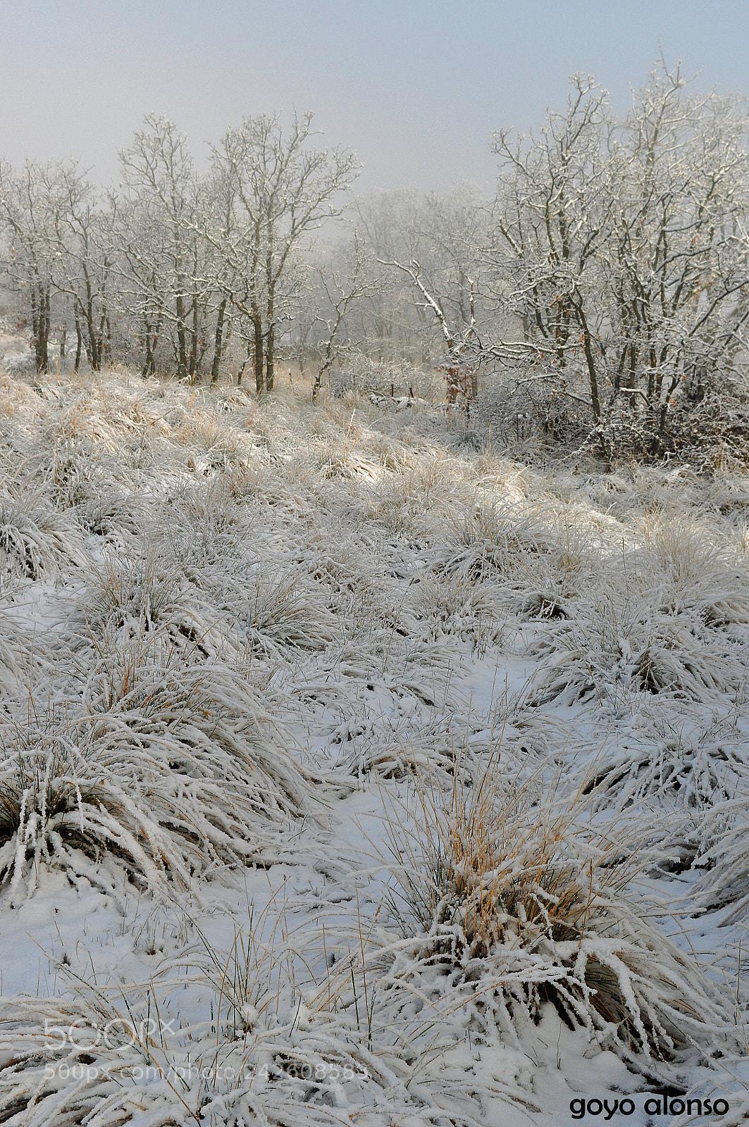 Nikon D5000 sample photo. Pura nieve photography