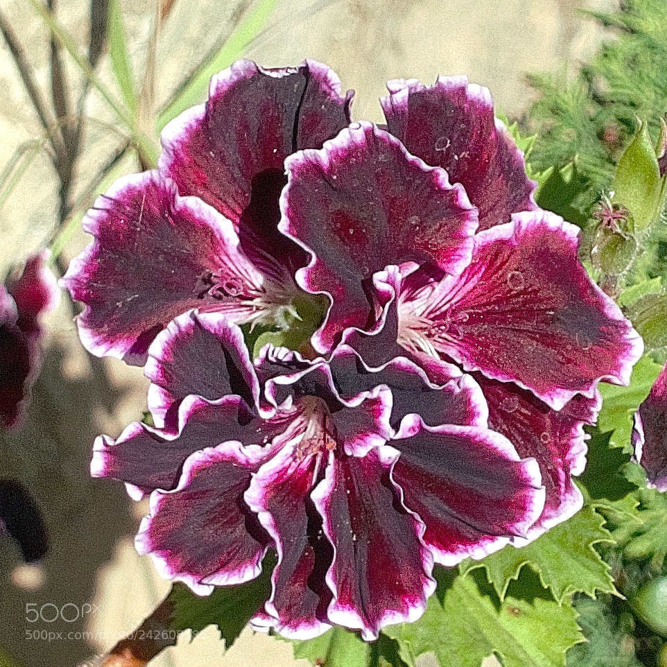 Sony Cyber-shot DSC-RX100 III sample photo. Sweet geranium photography