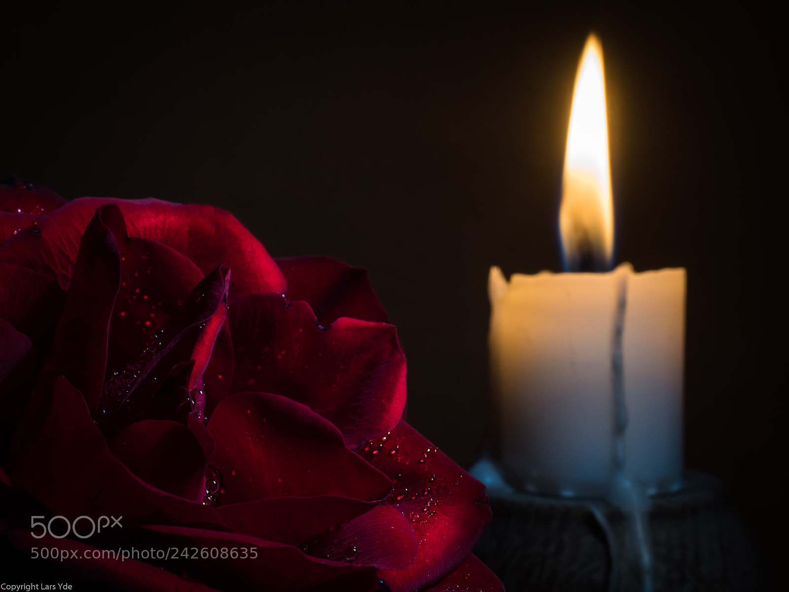Olympus OM-D E-M5 II sample photo. Rose and candlelight photography