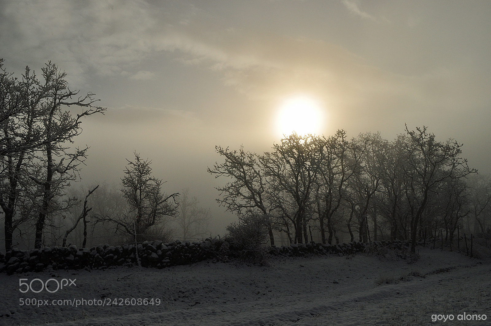 Nikon D5000 sample photo. Pura nieve photography