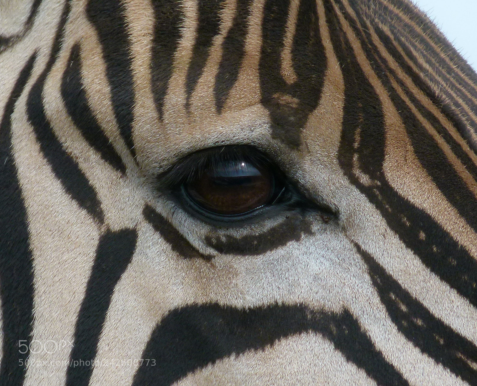 Panasonic Lumix DMC-FZ100 sample photo. The eye of the photography
