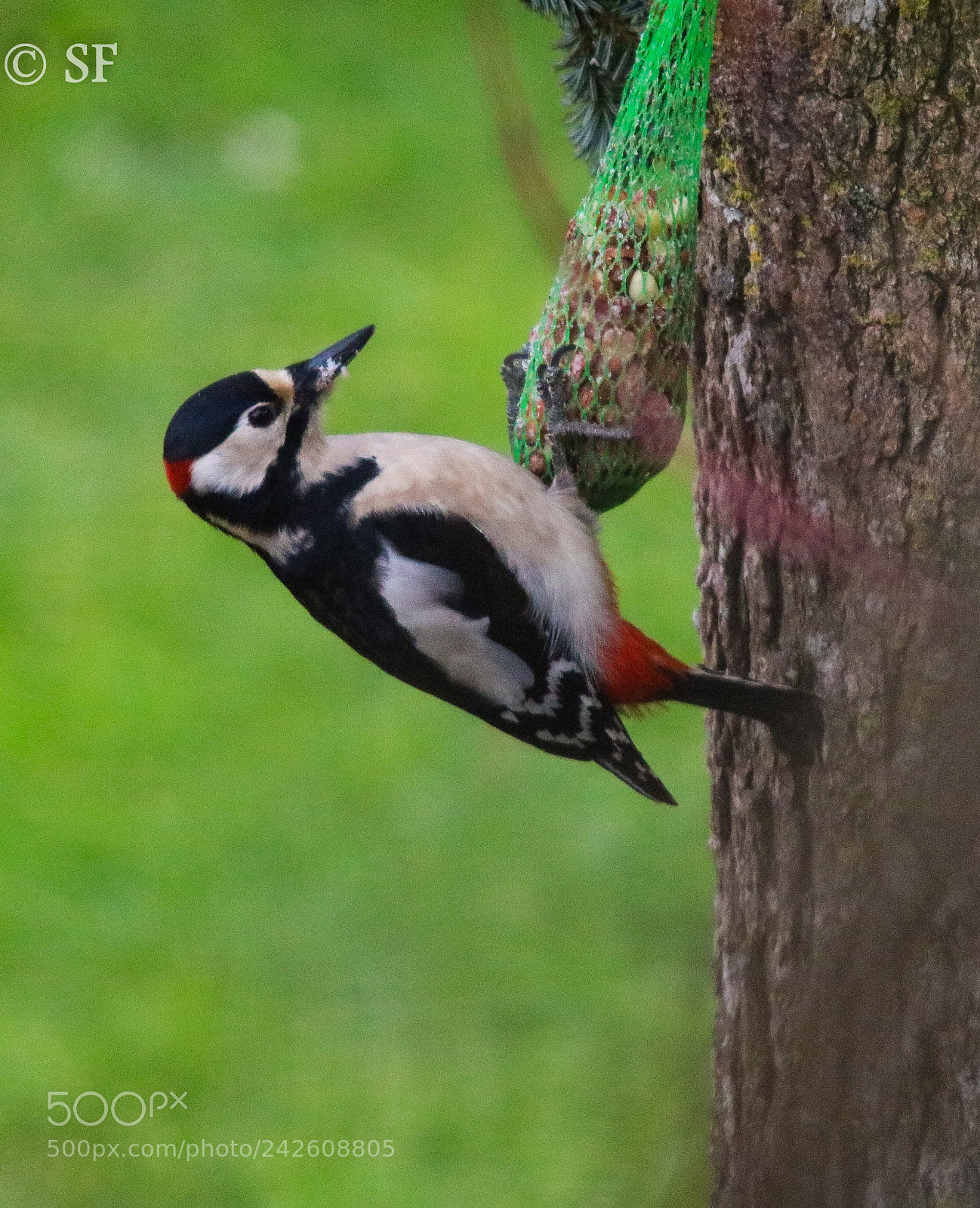 Canon EOS 750D (EOS Rebel T6i / EOS Kiss X8i) sample photo. Woody was here again ... photography