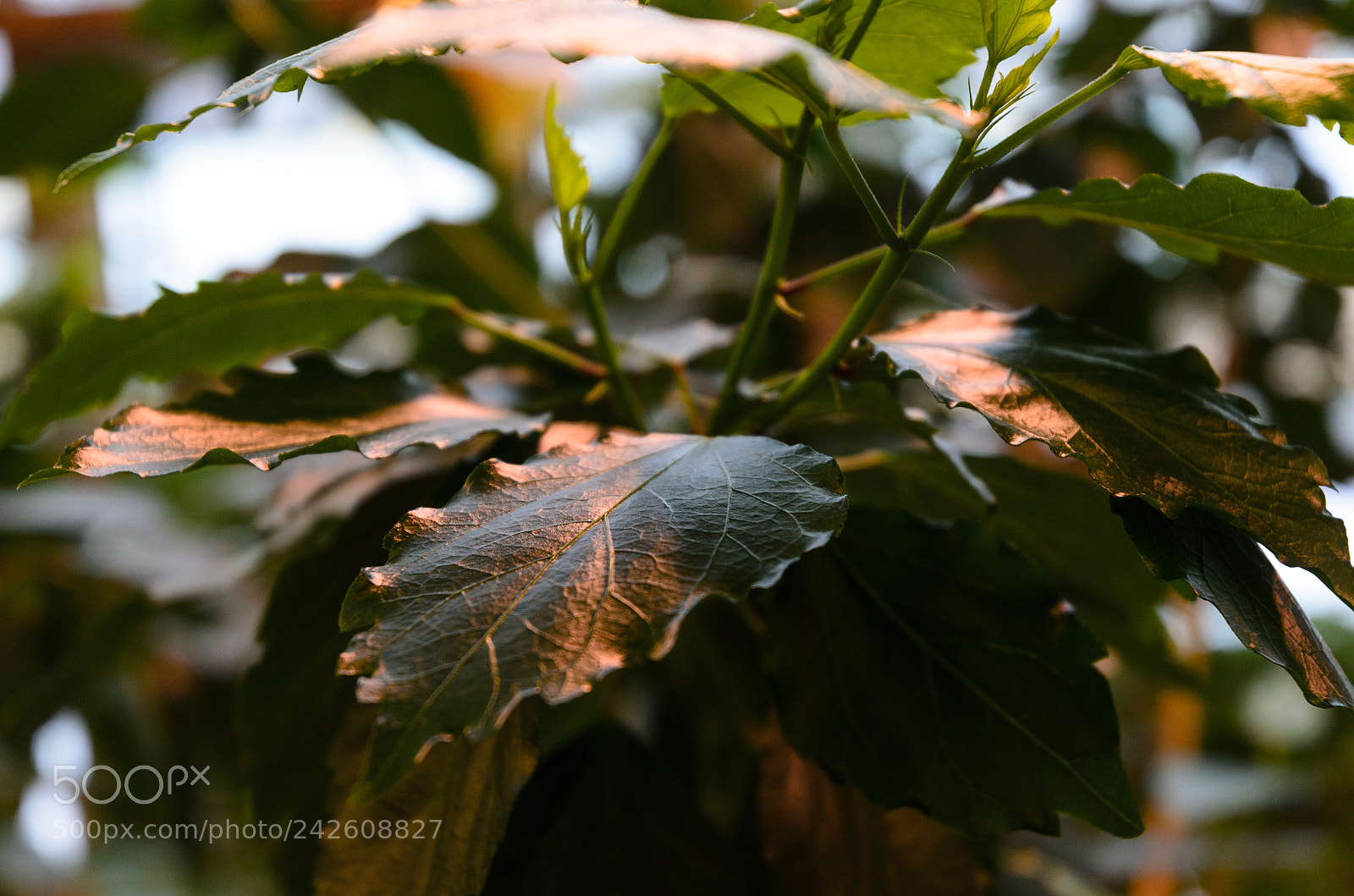 Nikon D5100 sample photo. 266 photography