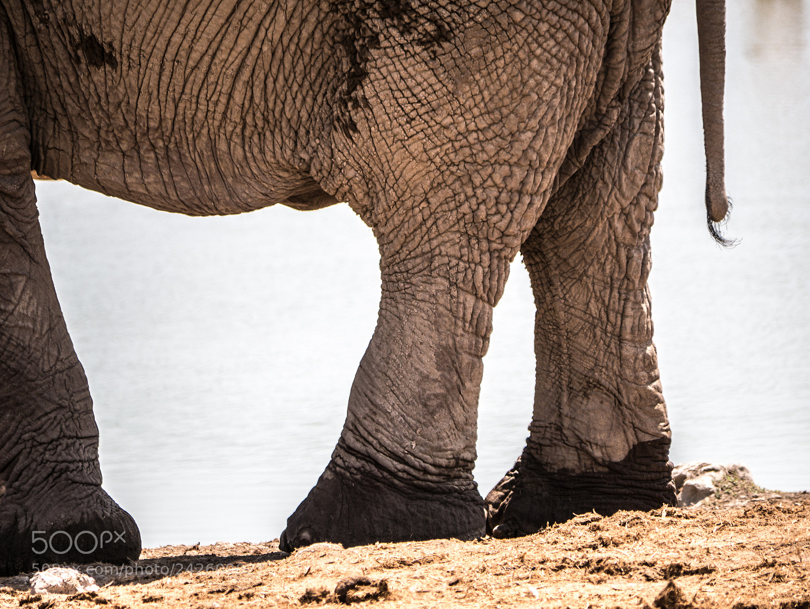 Panasonic DMC-G70 sample photo. Elephants feet photography
