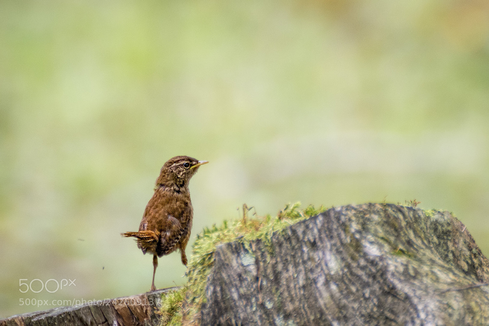 Canon EOS 700D (EOS Rebel T5i / EOS Kiss X7i) sample photo. Little wren photography