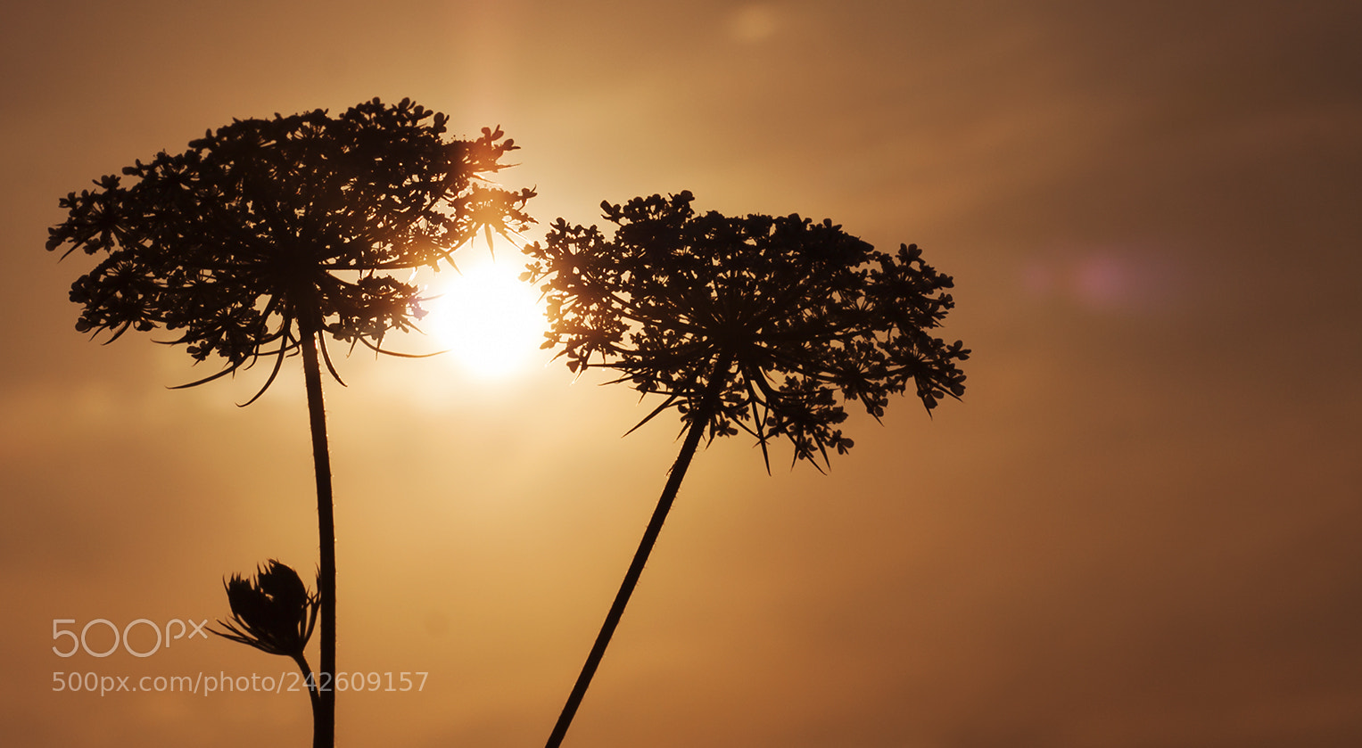 Canon EOS 50D sample photo. Sun photography