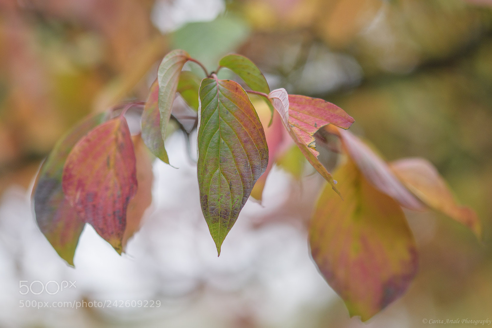 Nikon D500 sample photo. Pick one photography