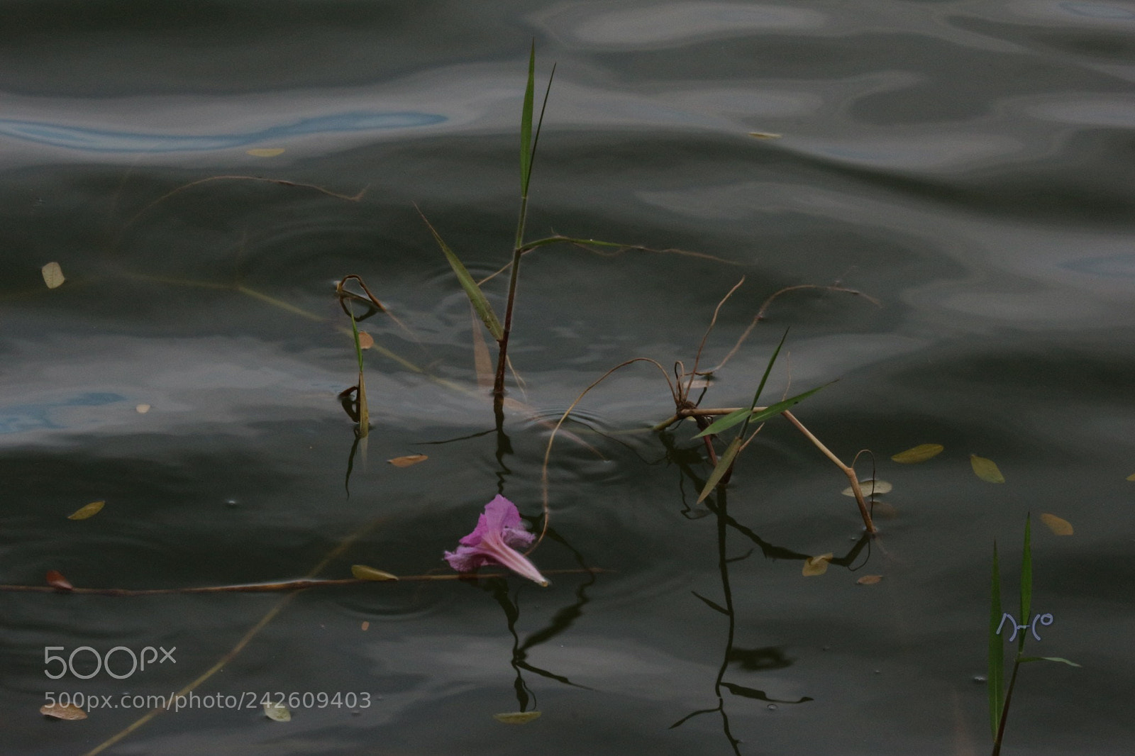 Canon EOS M10 sample photo. Flower and grass on photography