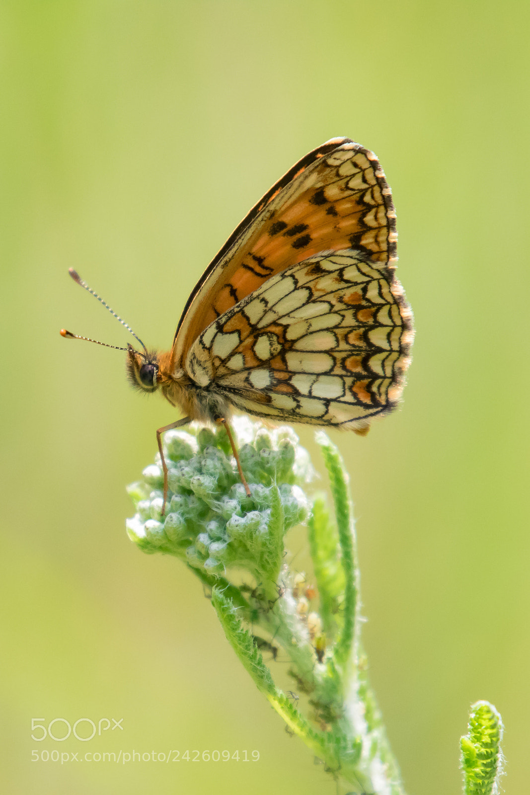 Canon EOS 7D Mark II sample photo. Nickerl's fritillary (melitaea aurelia) photography