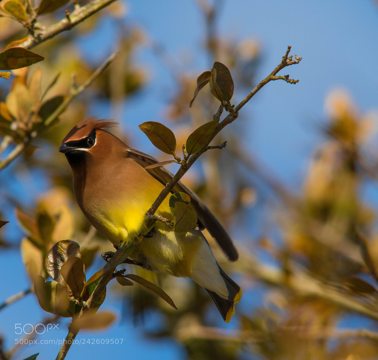 Canon EOS 7D Mark II sample photo. Cedar waxwing photography