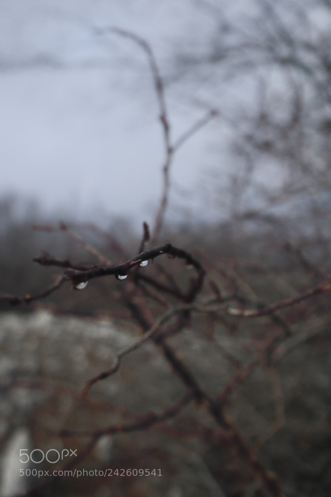 Canon EOS 750D (EOS Rebel T6i / EOS Kiss X8i) sample photo. Drops. photography