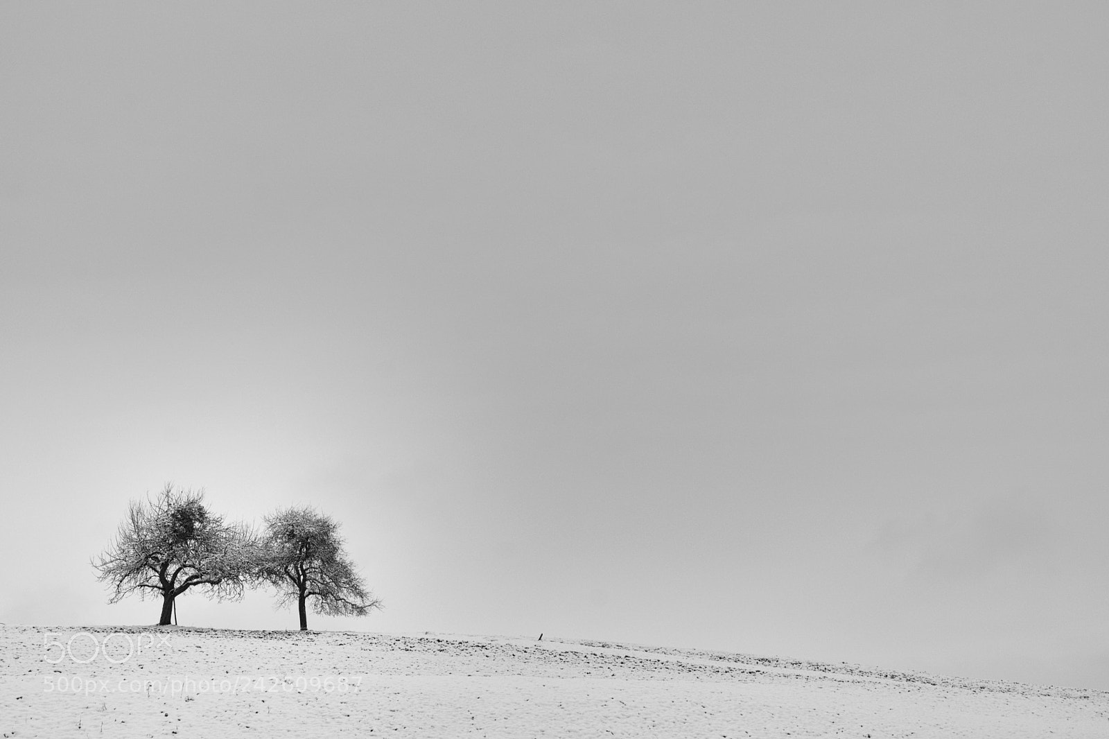 Nikon D7100 sample photo. 2 trees photography