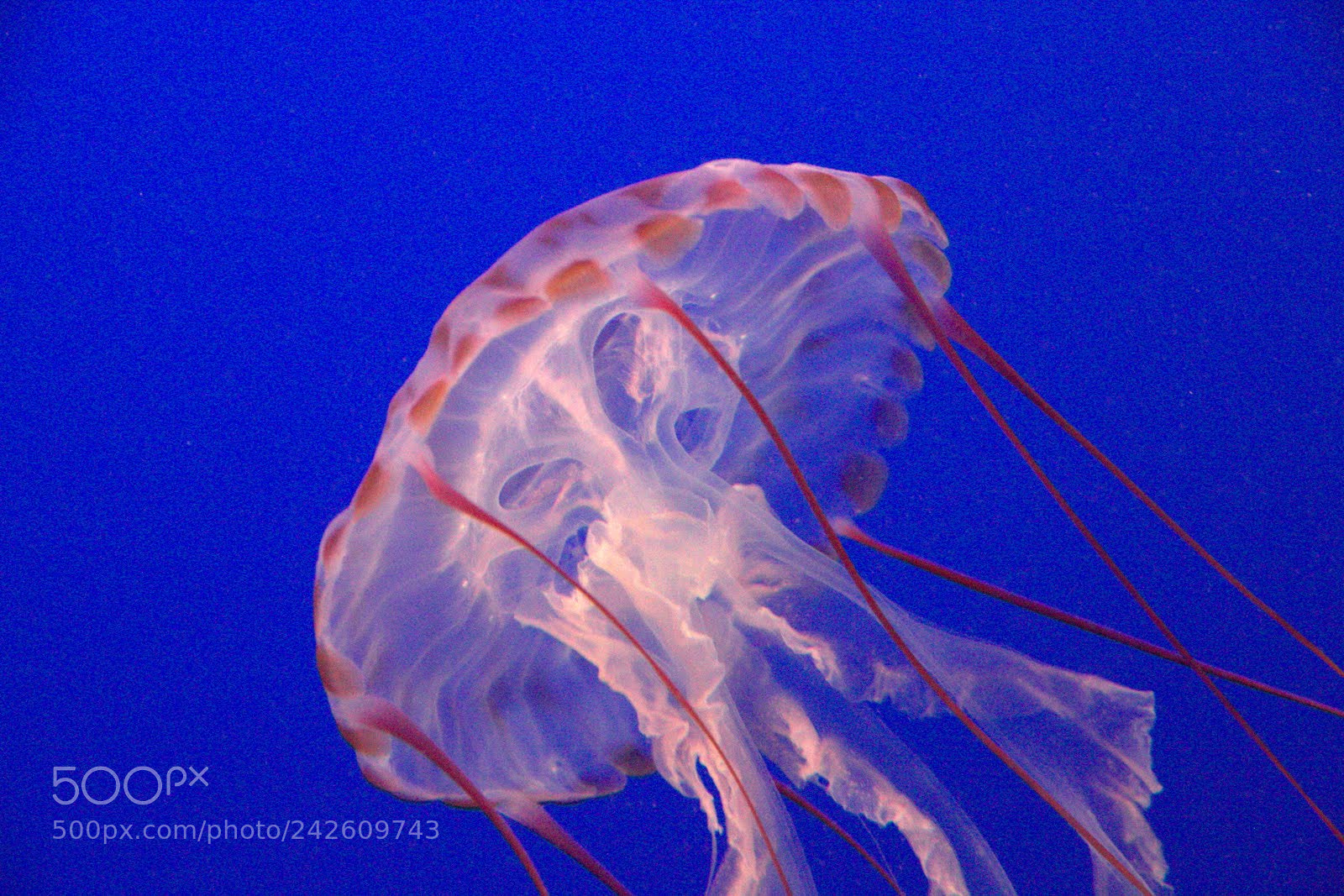 Canon EOS 7D sample photo. Jellyfish photography