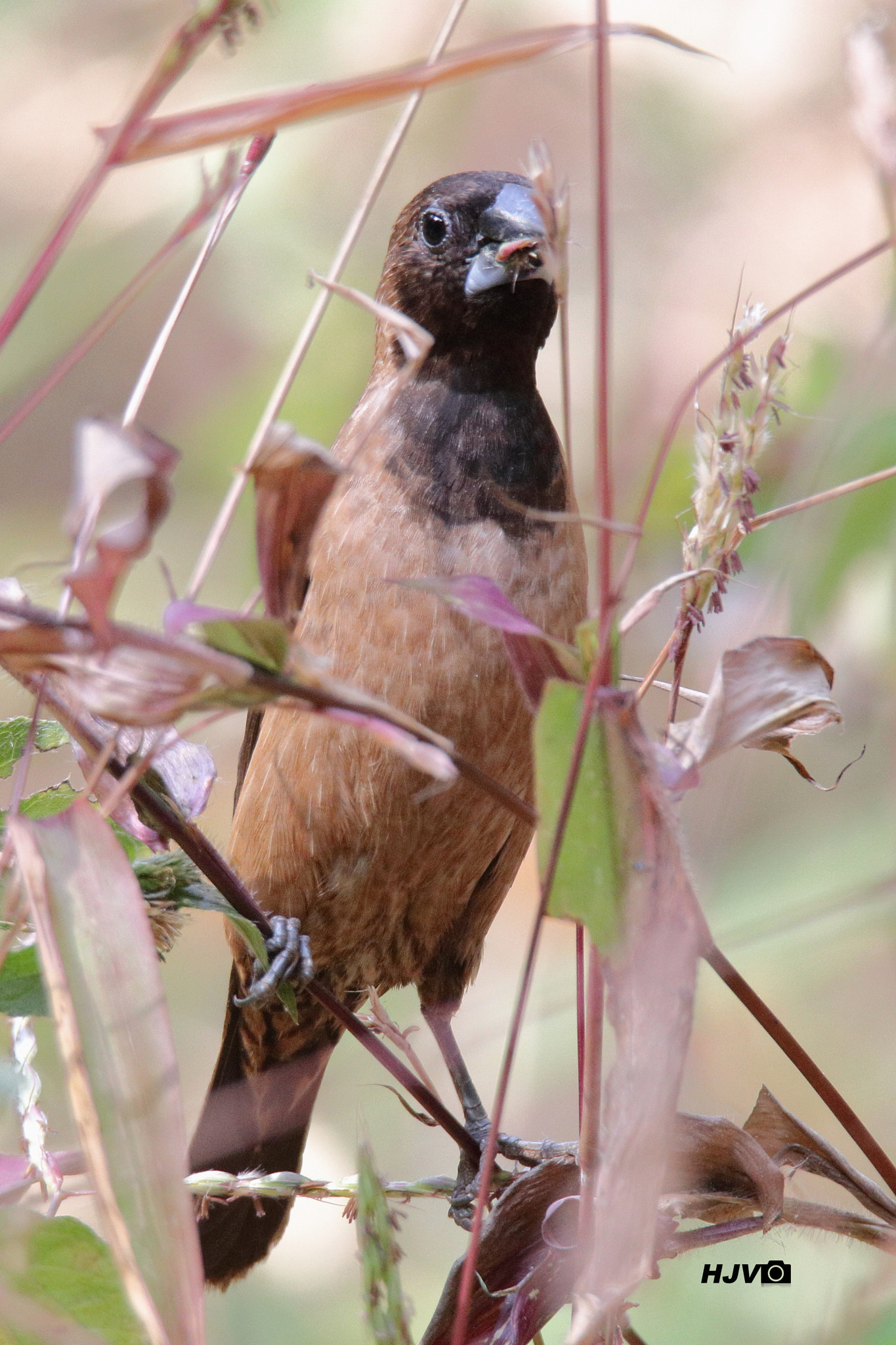 Canon EOS 80D + Canon EF 100-400mm F4.5-5.6L IS II USM sample photo. Black-throated munia photography