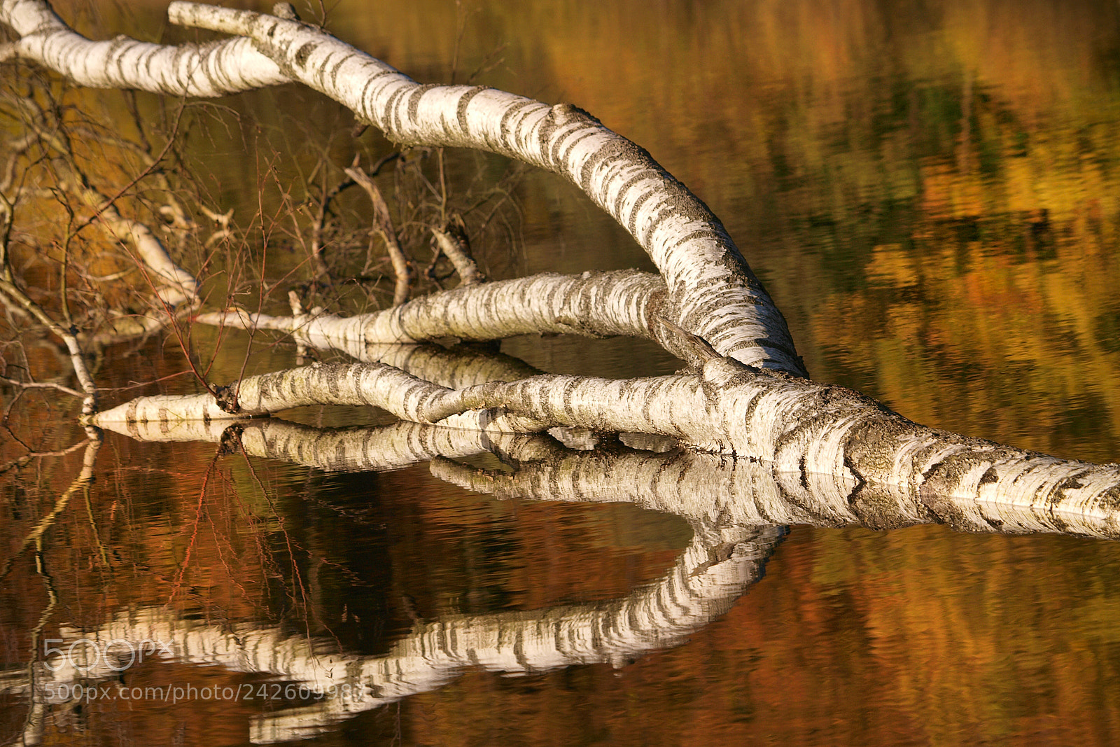 Olympus E-3 sample photo. White tree photography