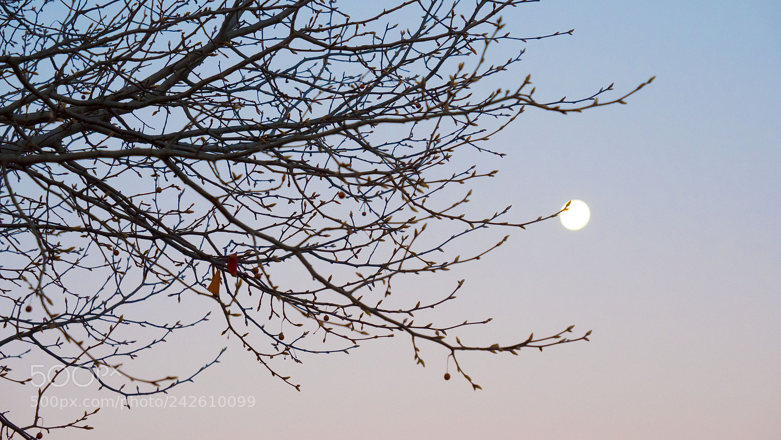 Panasonic Lumix DC-GH5 sample photo. Morning winter moon and photography