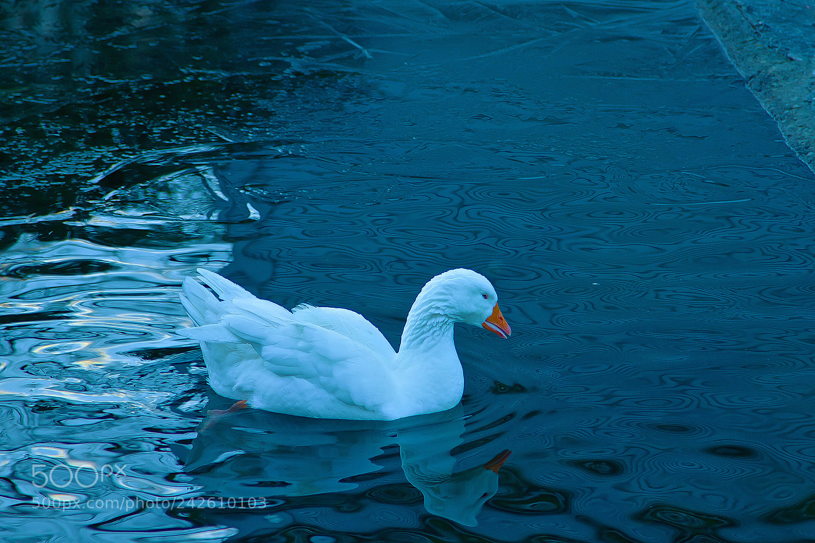 Canon EOS 7D sample photo. White duck in icy photography