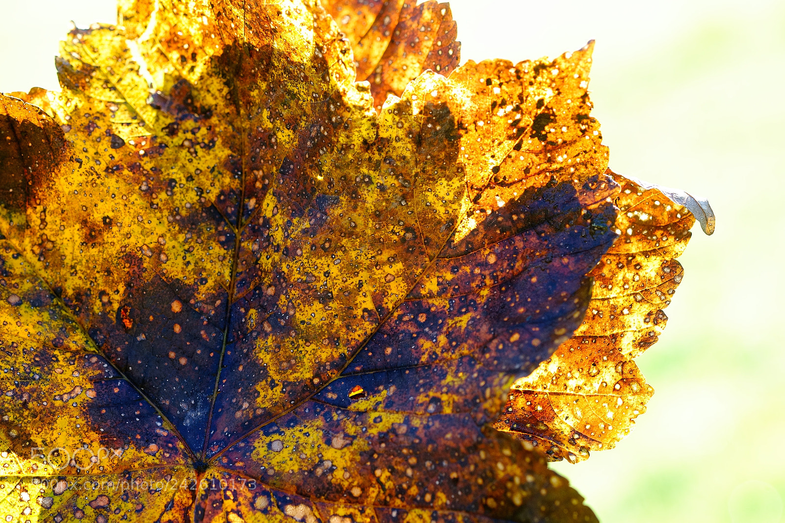 Fujifilm X-T1 sample photo. Collecting leaves at the photography