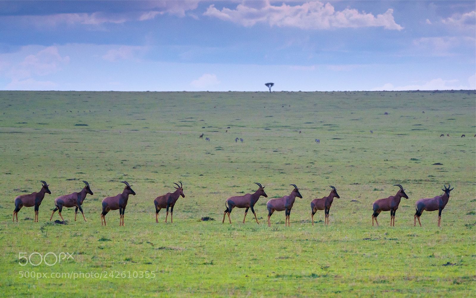 Sony a9 sample photo. Topis in a row photography