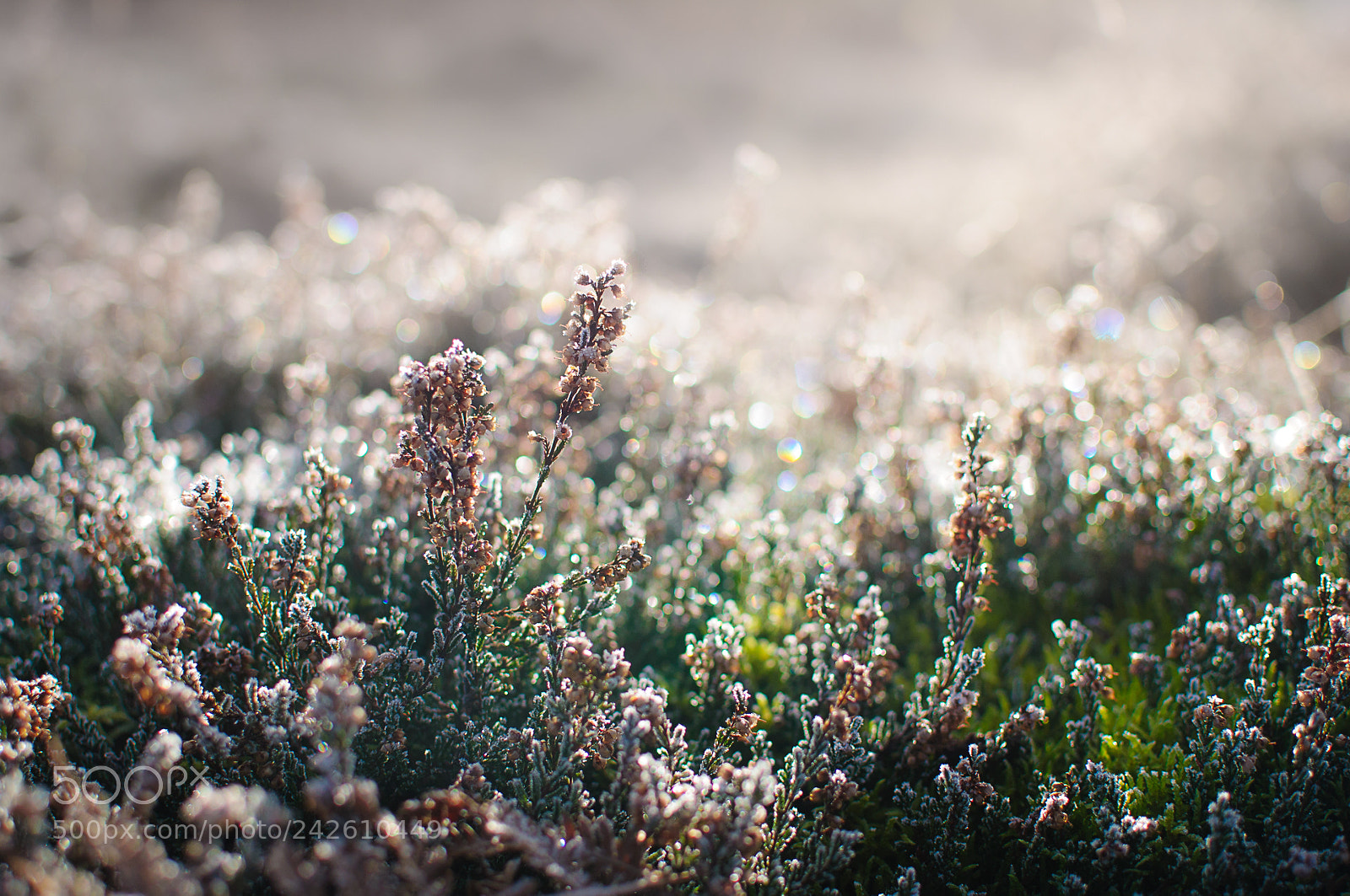 Nikon D300 sample photo. Crispy morning, albury heath photography