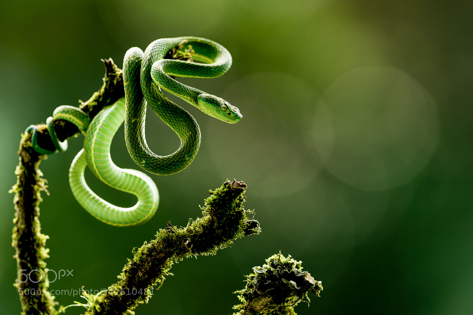 Nikon D5 sample photo. Side-striped palm pit viper. photography