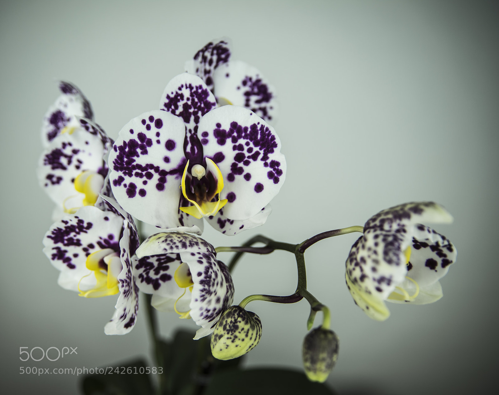 Pentax K-70 sample photo. Orchid photography