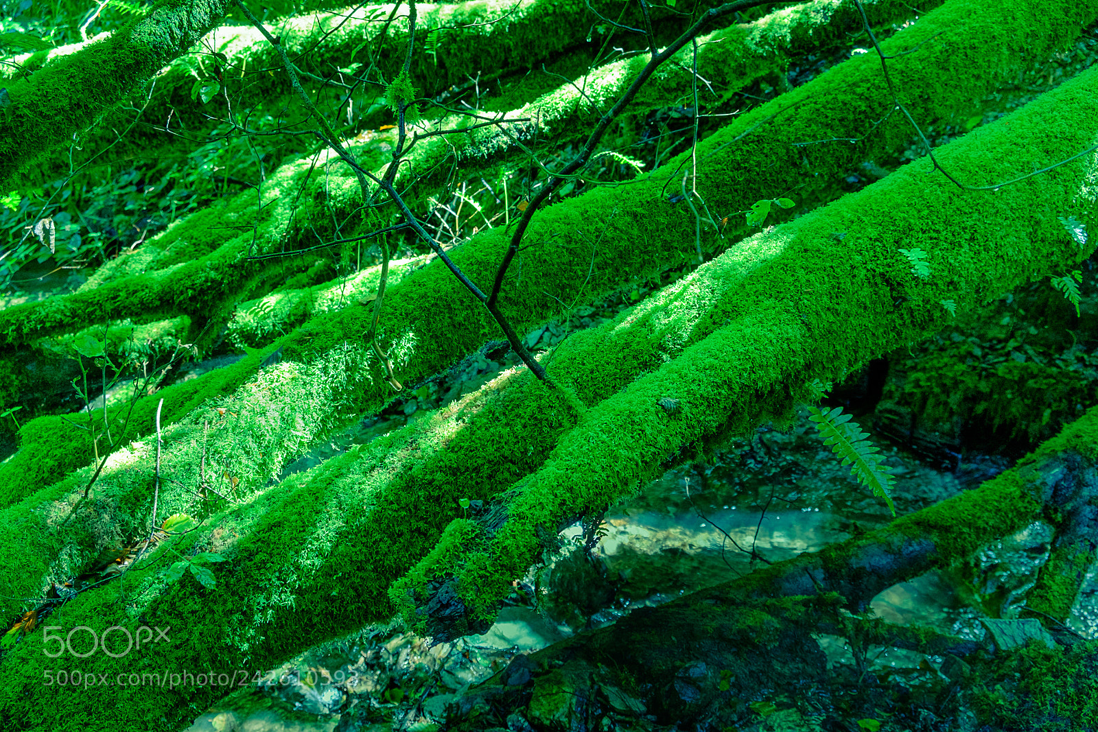Fujifilm X-T1 sample photo. Green and damp near photography