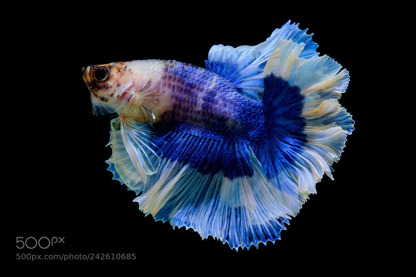 Fujifilm X-T2 sample photo. Betta fish photography