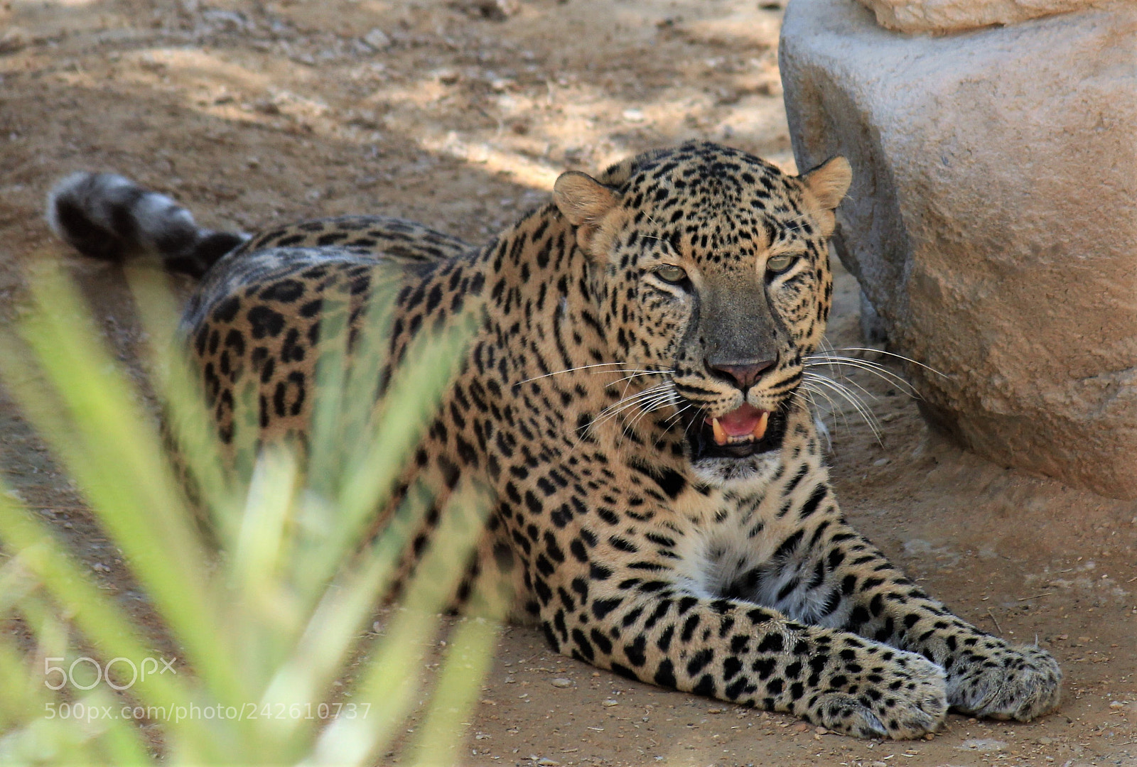 Canon EOS 550D (EOS Rebel T2i / EOS Kiss X4) sample photo. Leopard photography