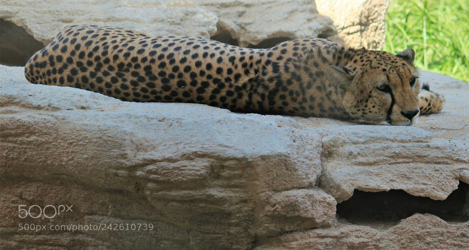 Canon EOS 550D (EOS Rebel T2i / EOS Kiss X4) sample photo. Cheetah photography