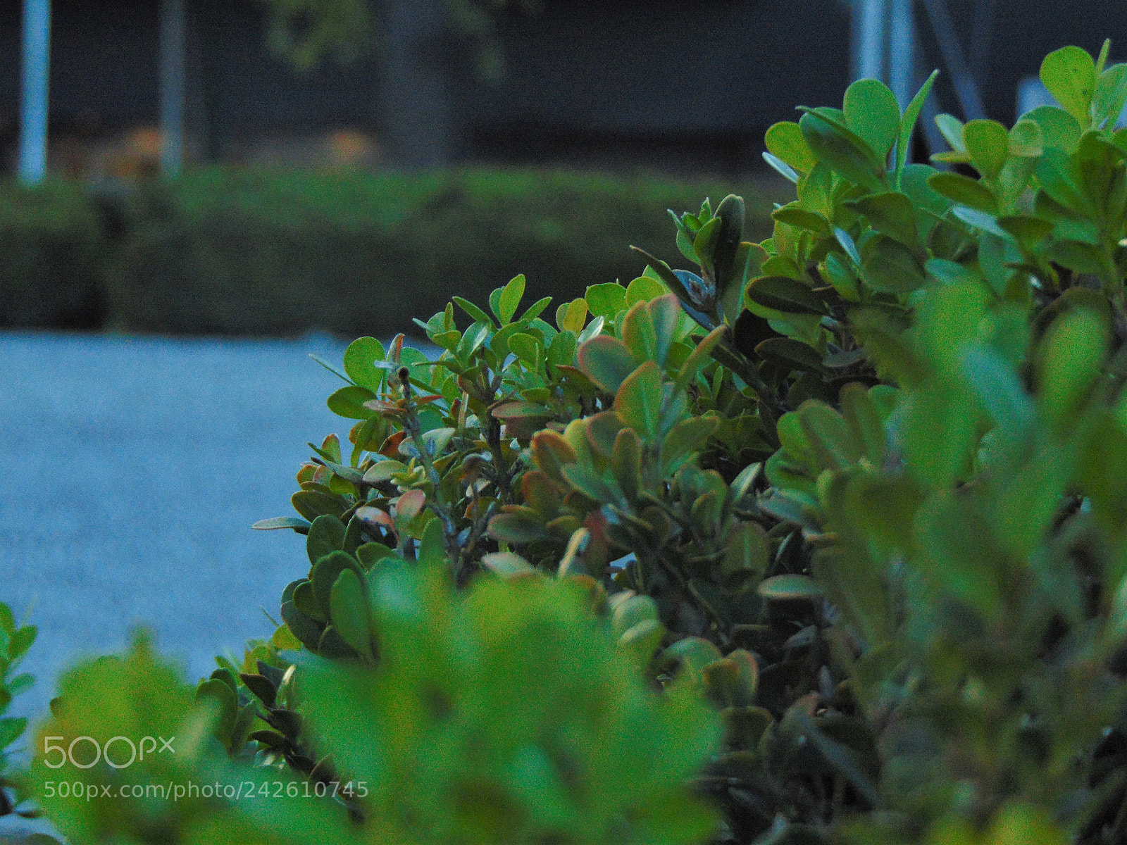 Sony Cyber-shot DSC-H300 sample photo. . photography