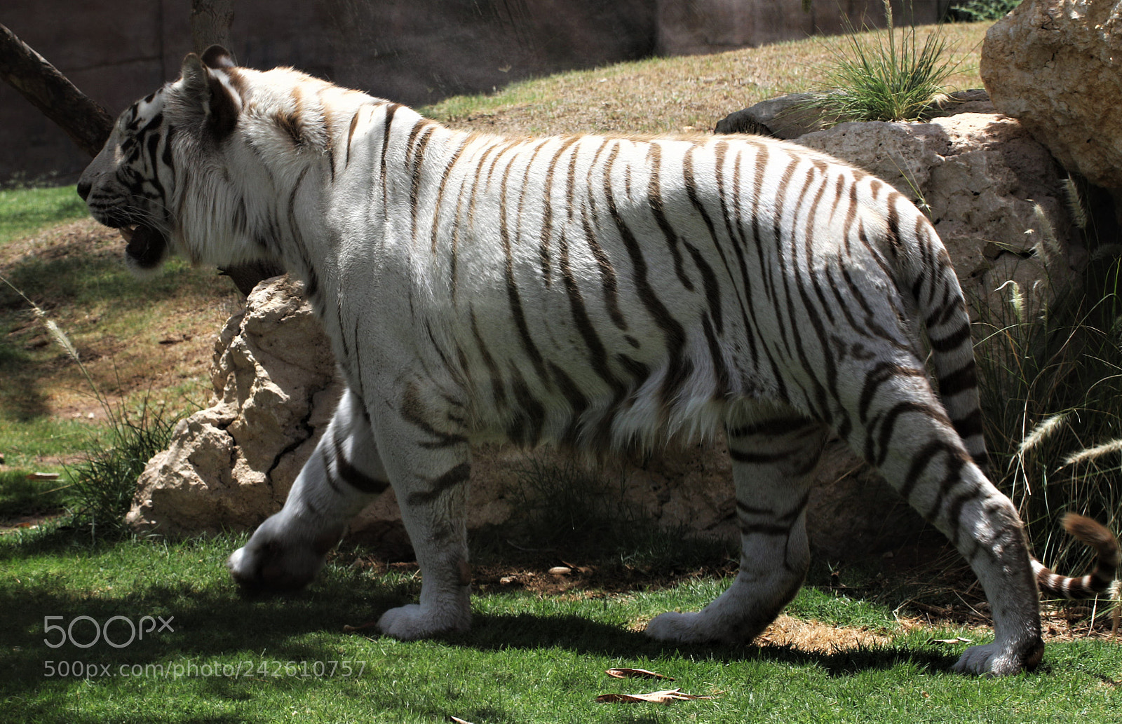 Canon EOS 7D Mark II sample photo. White tiger photography