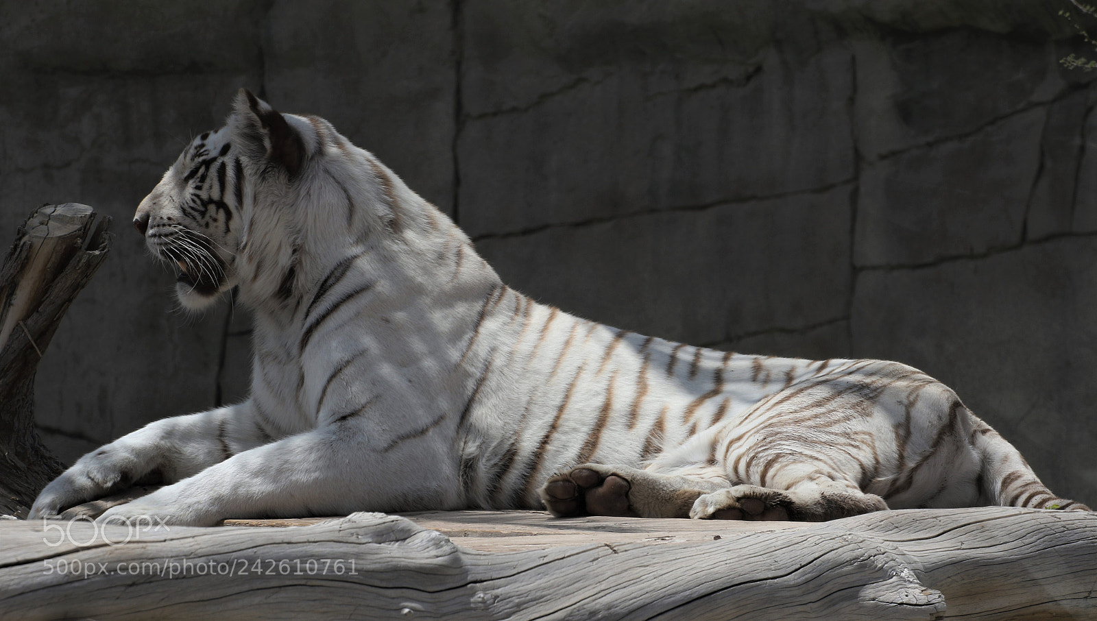 Canon EOS 7D Mark II sample photo. White tiger photography
