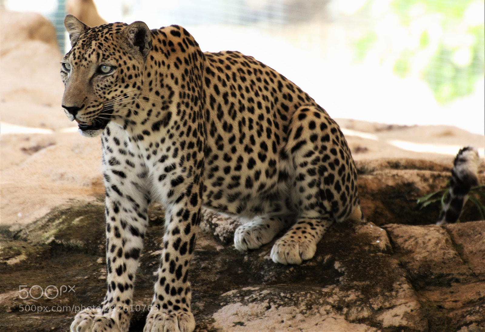Canon EOS 7D Mark II sample photo. Leopard photography