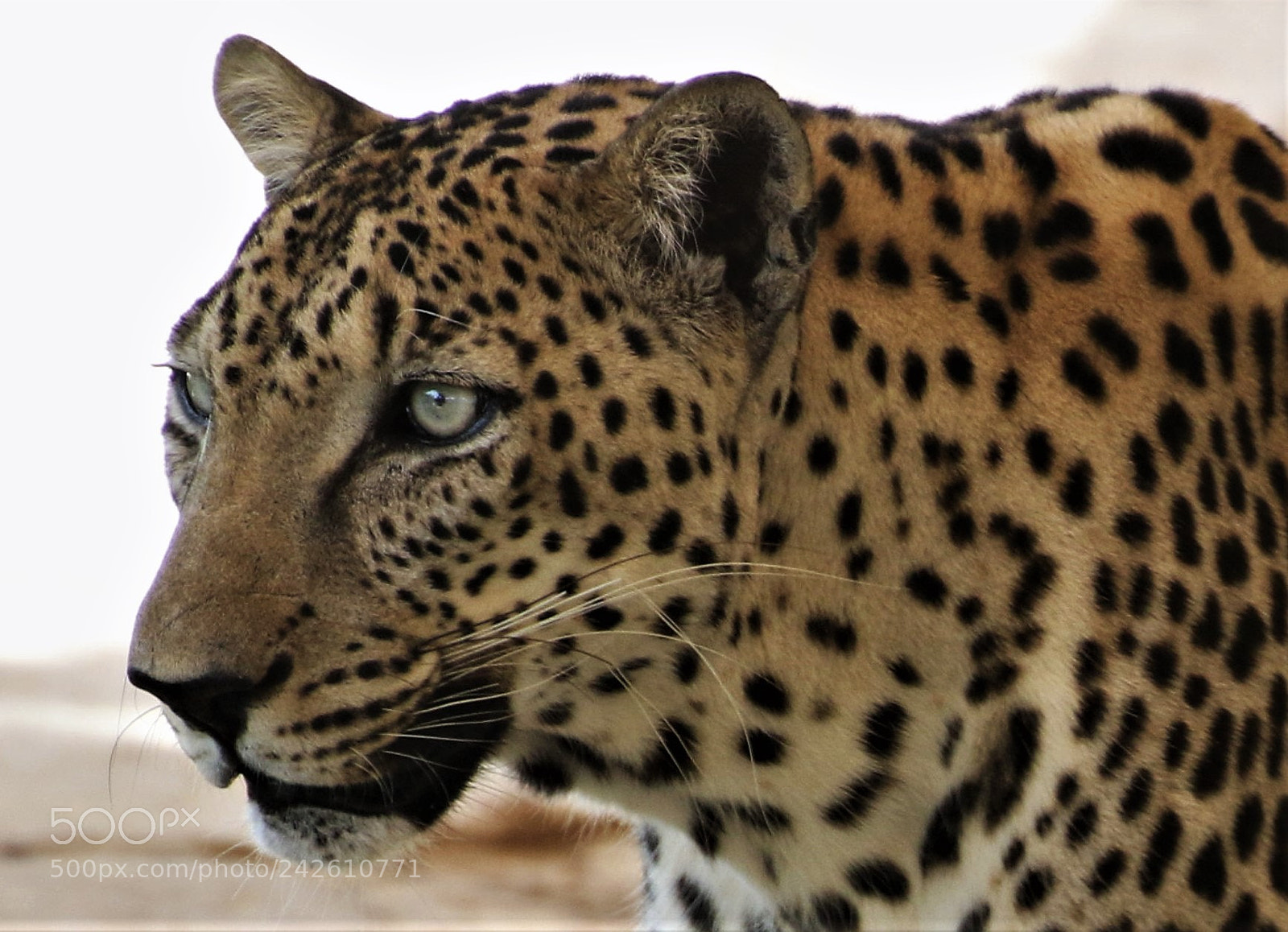 Canon EOS 7D Mark II sample photo. Leopard photography