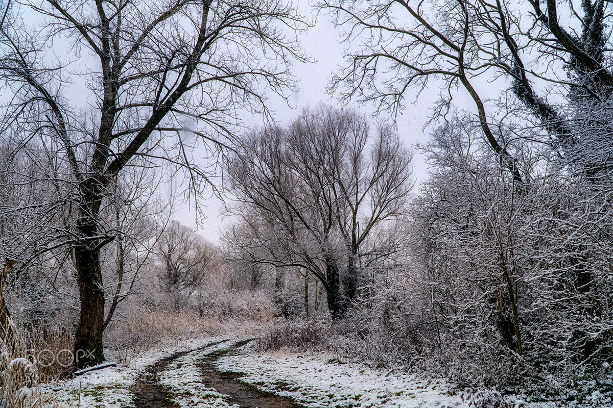 Sony a6300 sample photo. Forest road photography