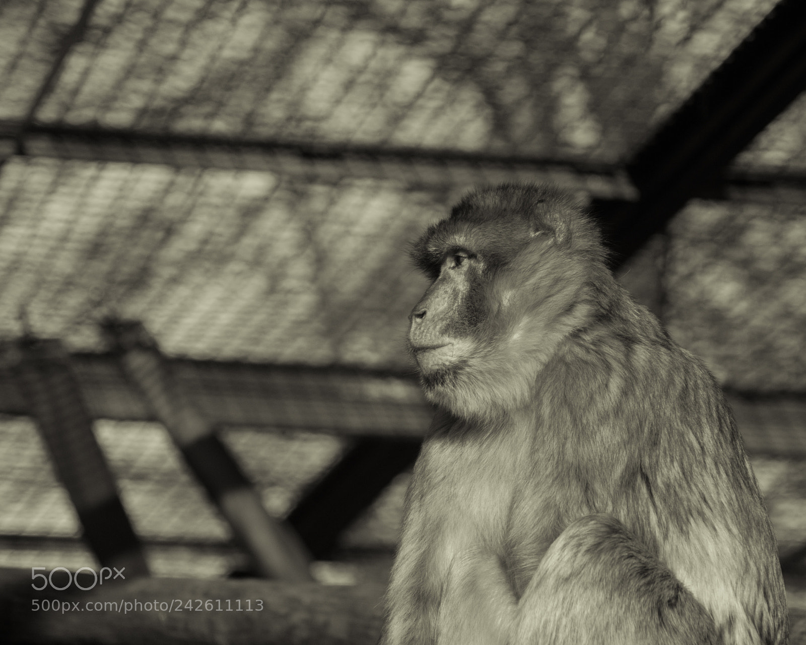 Nikon D200 sample photo. Monkey photography