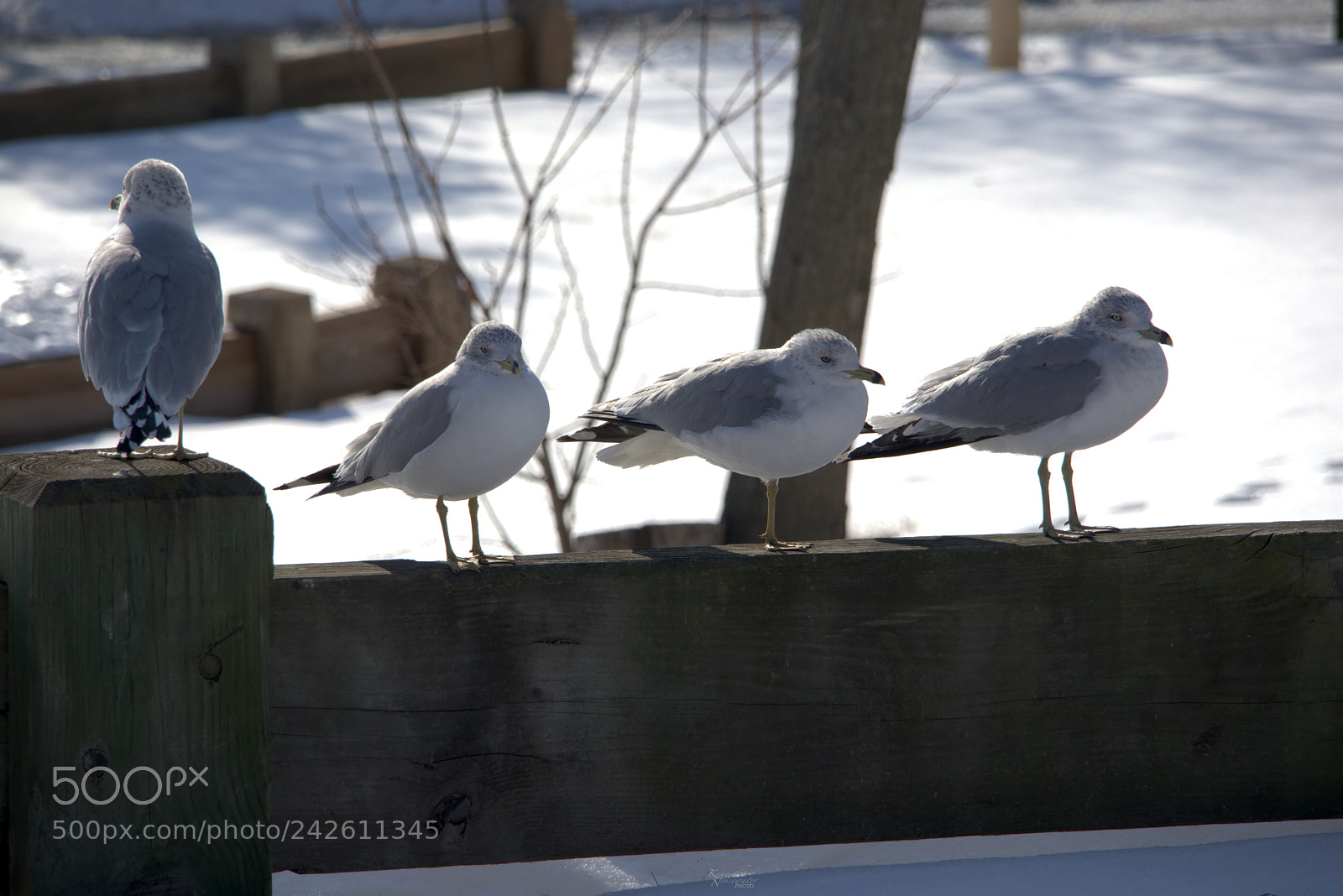 Canon EOS M5 sample photo. The staten island good photography