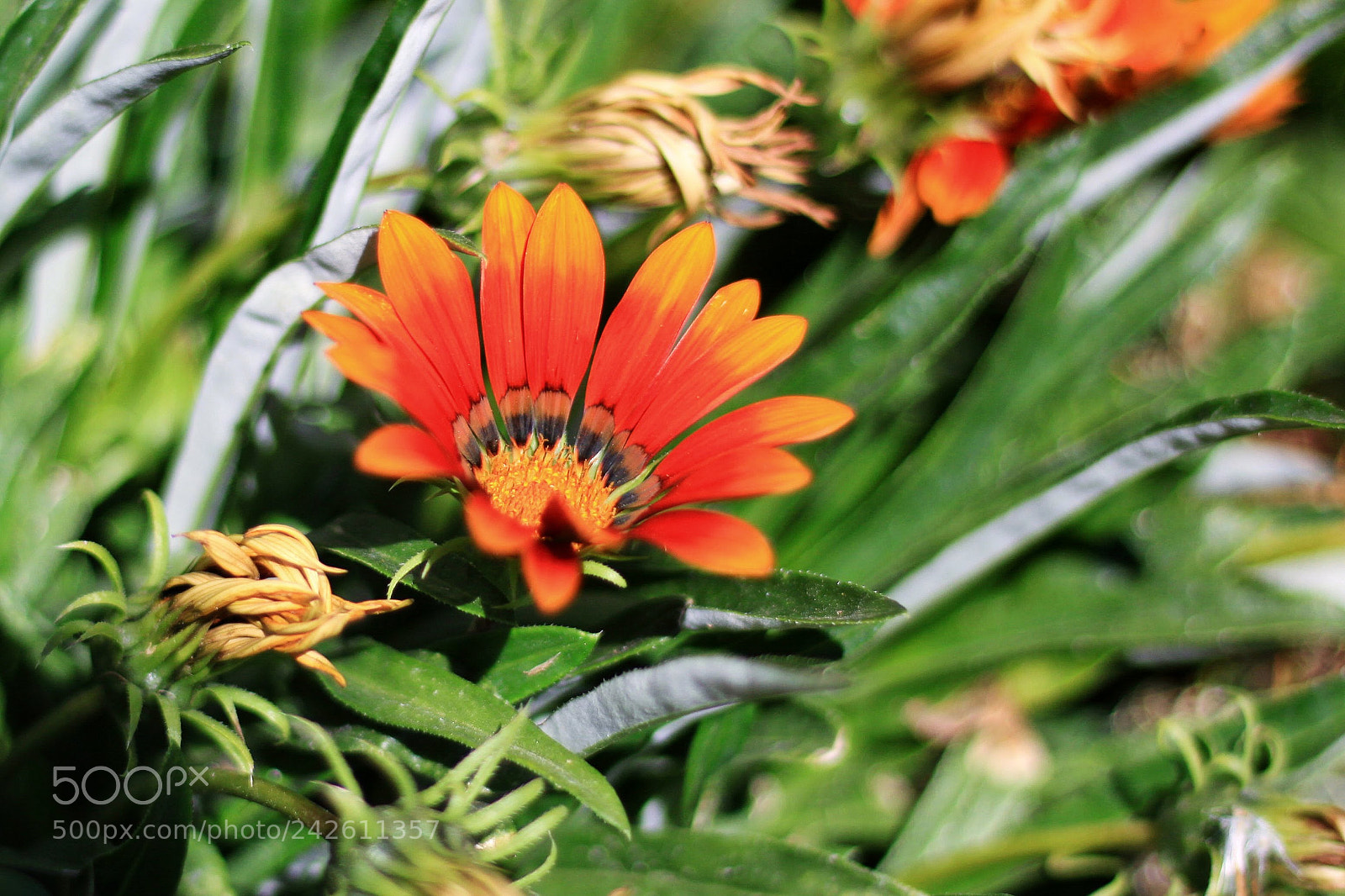 Canon EOS 50D sample photo. What a wonderful world photography