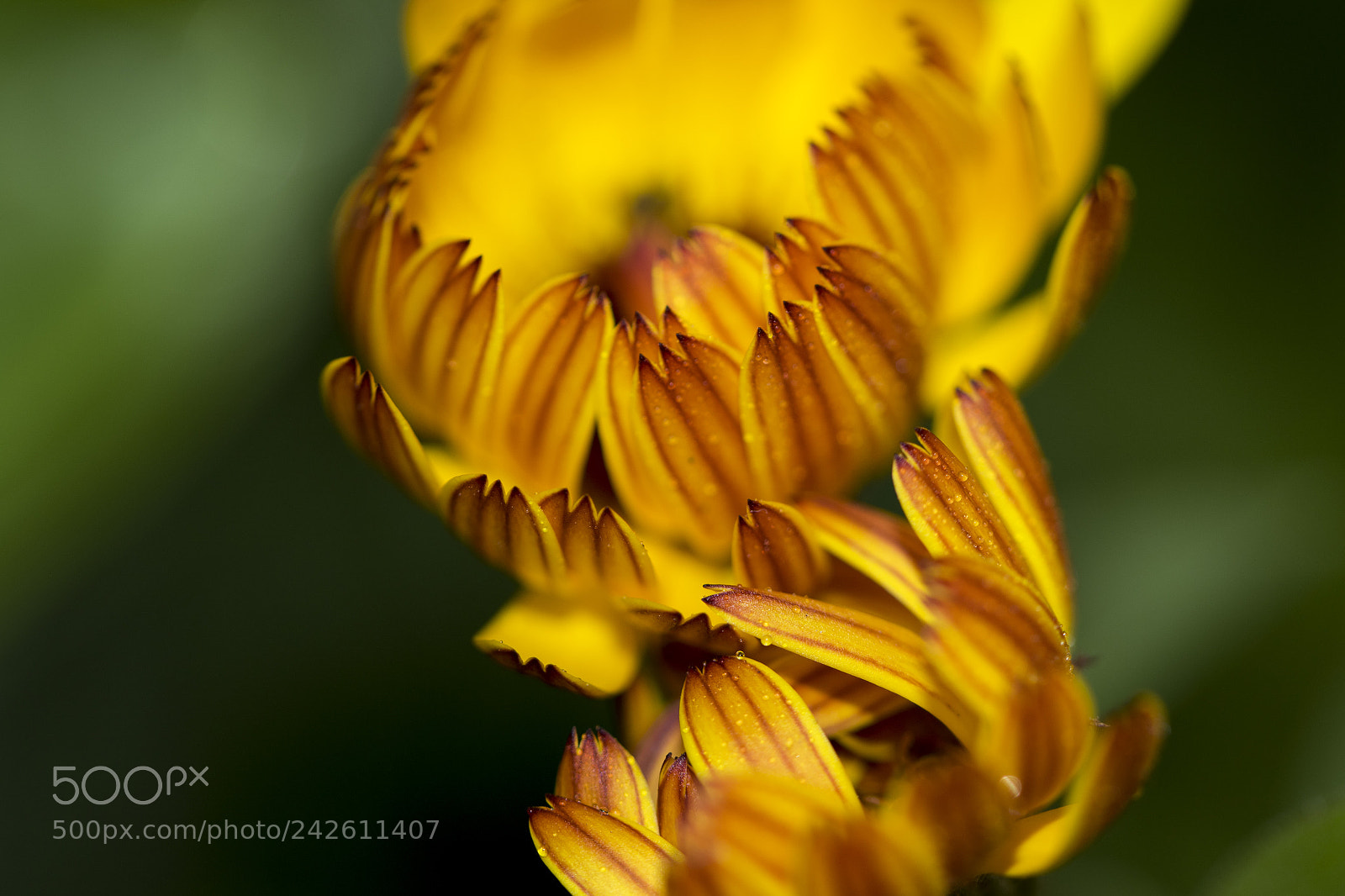 Canon EOS 7D Mark II sample photo. Pattern photography