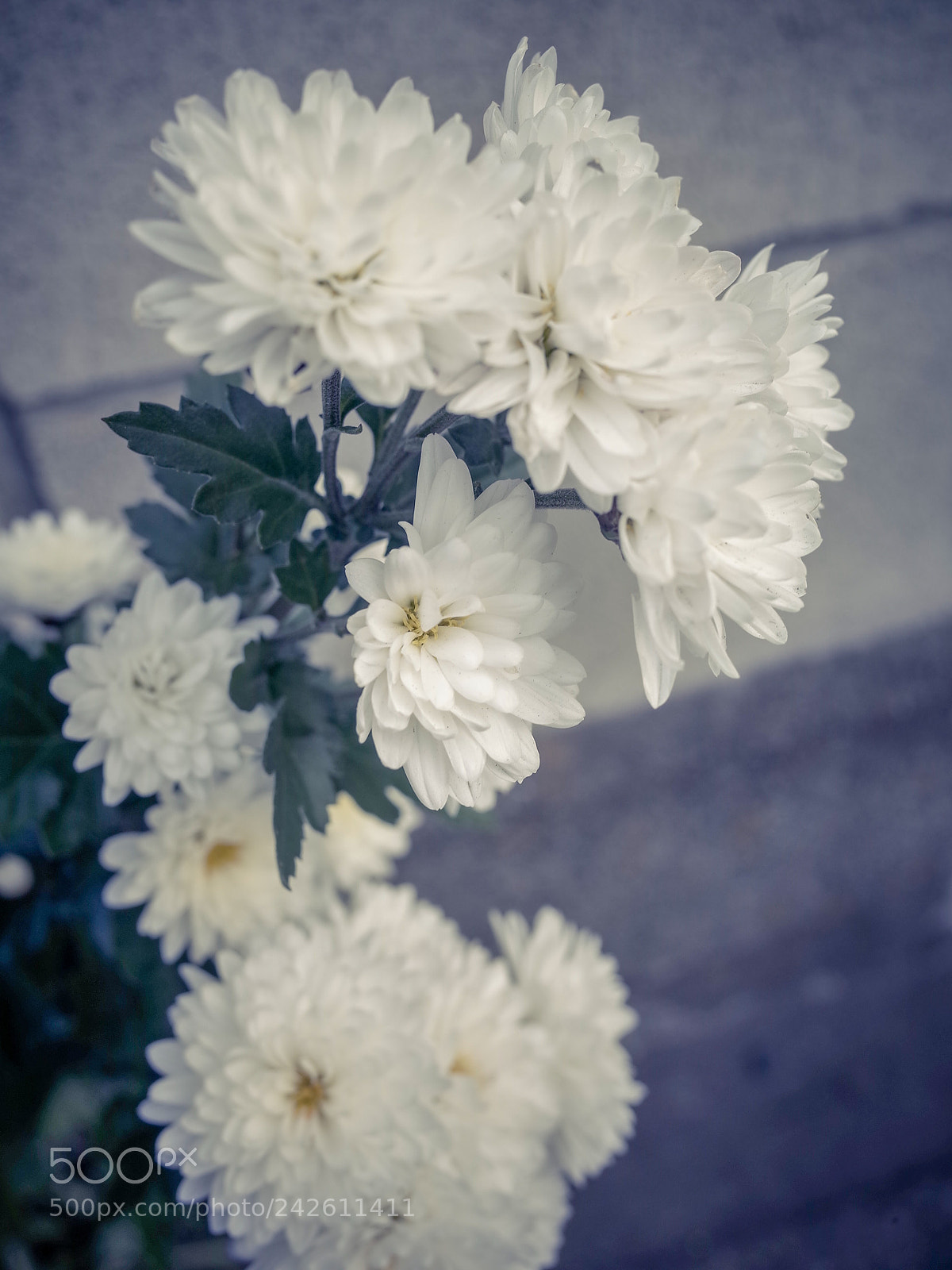 Ricoh GR II sample photo. Untitled photography
