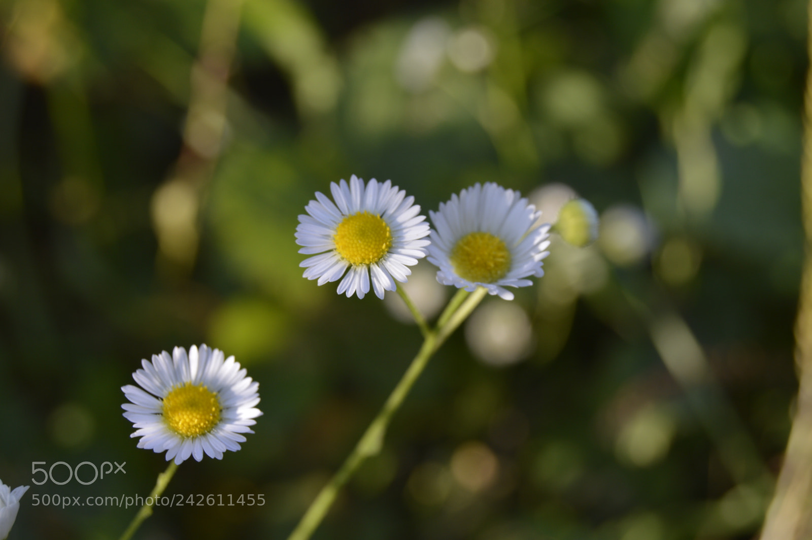 Nikon D3200 sample photo. Untitled photography