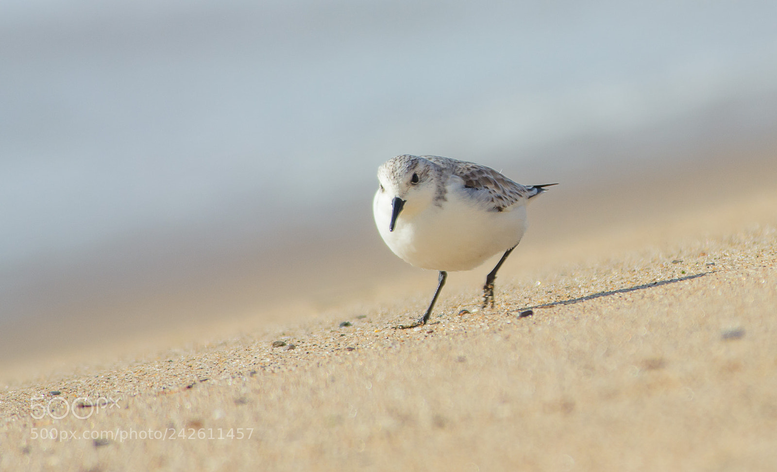 Nikon D7100 sample photo. Bright in the sand photography