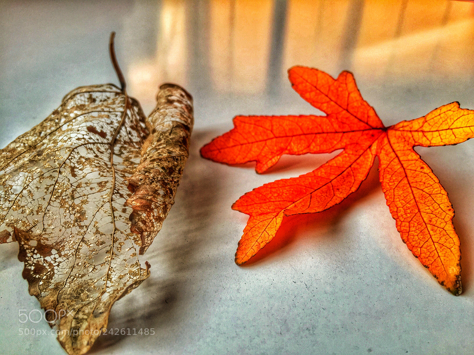 Apple iPhone 6 sample photo. Leaves photography