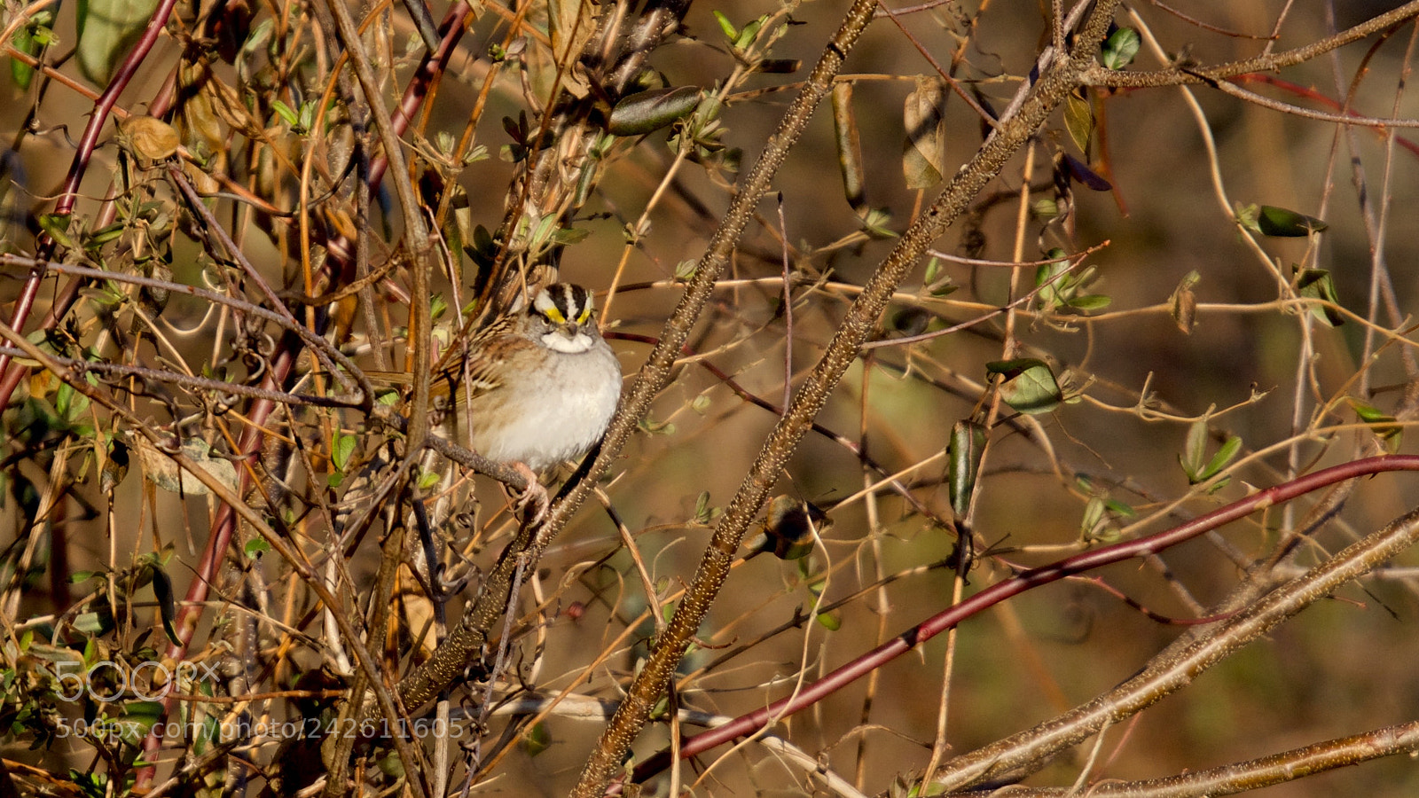 Nikon D5600 sample photo. Bird photography