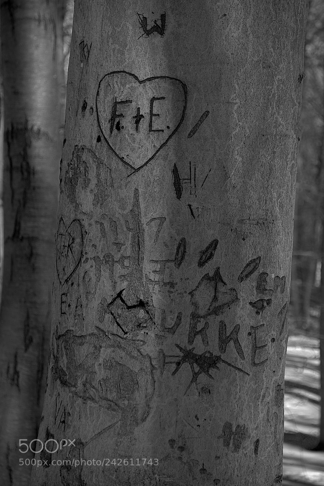 Canon EOS M5 sample photo. Graffiti tree photography