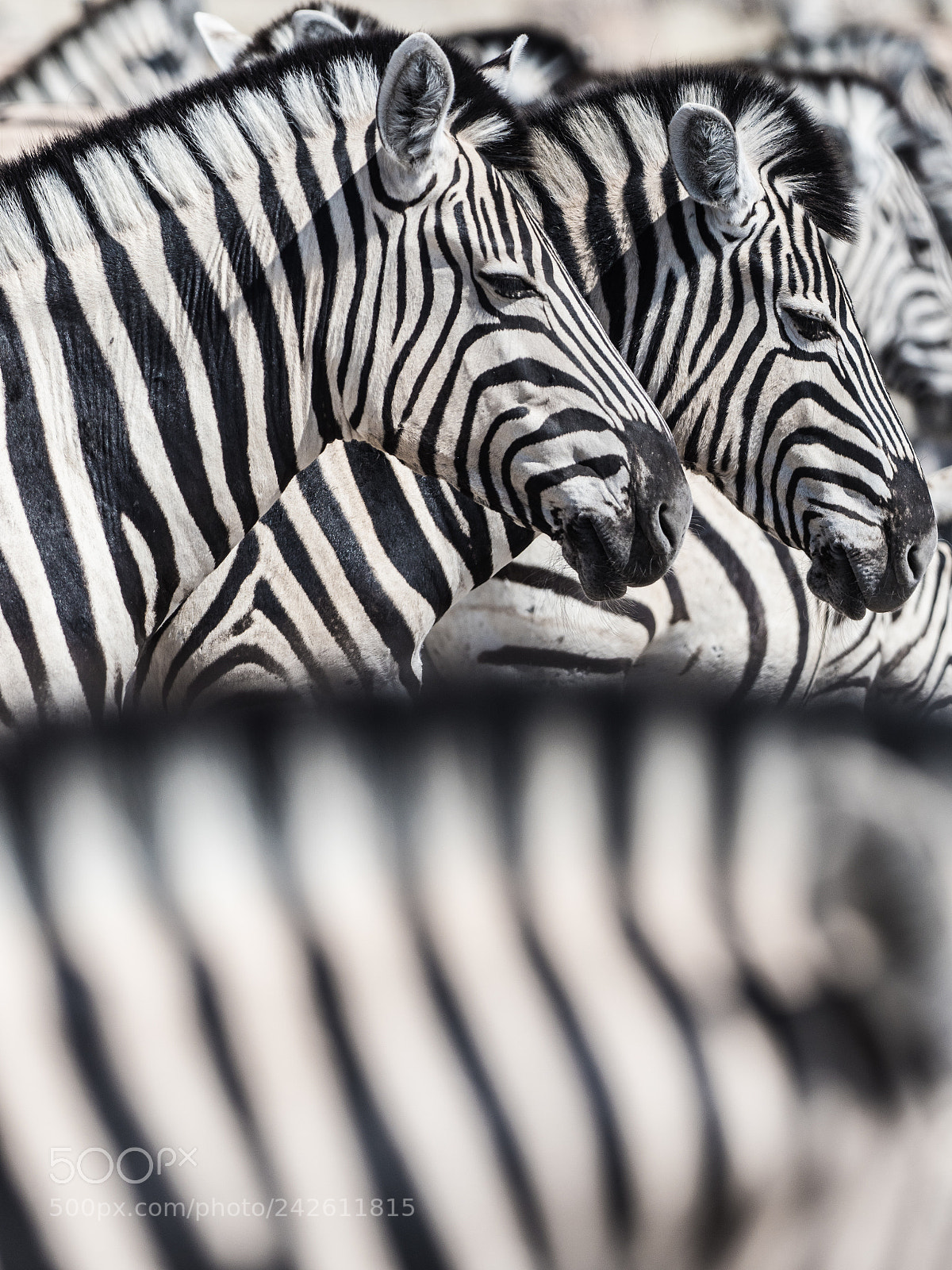 Olympus OM-D E-M1 Mark II sample photo. Stripes all over the photography