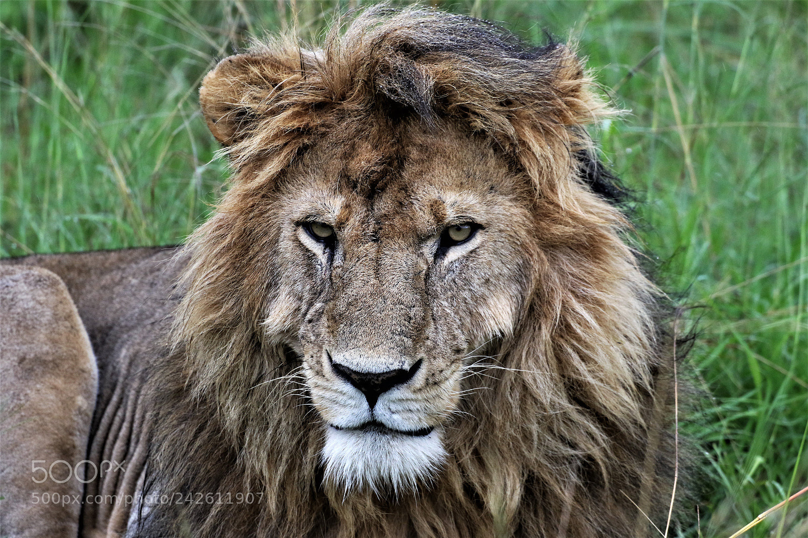 Canon EOS 7D Mark II sample photo. Lion photography